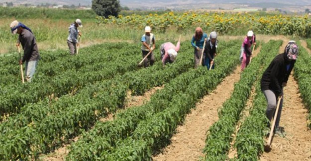 Tarım İşçilerinin Ücretleri Artırıldı