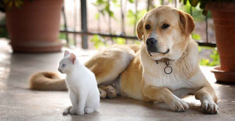 Tarım ve Orman Bakanlığı harekete geçti: Kedi ve köpek satışı yasaklandı!