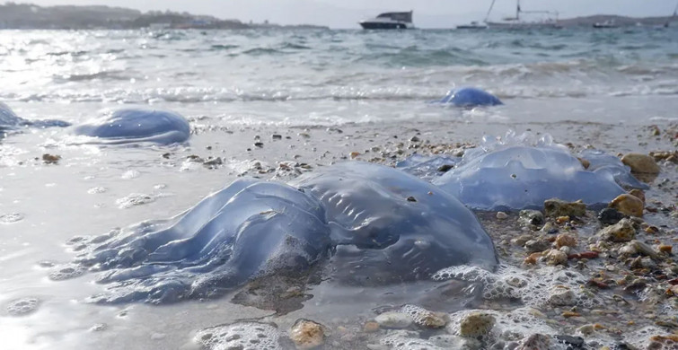 Tatilcilere denizanası uyarı: Vücudunuz tahriş olabilir!