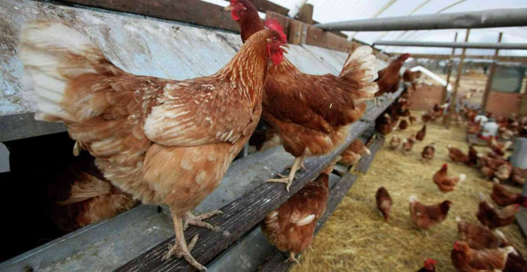 Tavuk çiftliği nasıl kurulur? Tavuk çiftliği kurmak için ne kadar sermaye gerekir? 2022 tavuk çiftliği devlet destekleri ve teşvikleri
