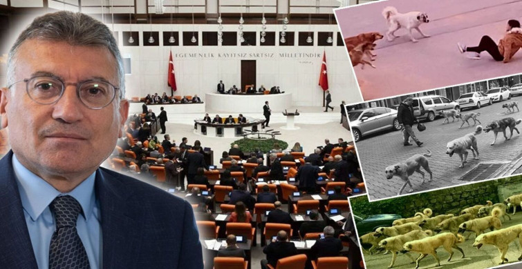 TBMM Tarım, Orman ve Köyişleri Komisyonu'nda Sahipsiz Sokak Hayvanları Kanun Teklifi Görüşmesi: Gergin Anlar Yaşandı