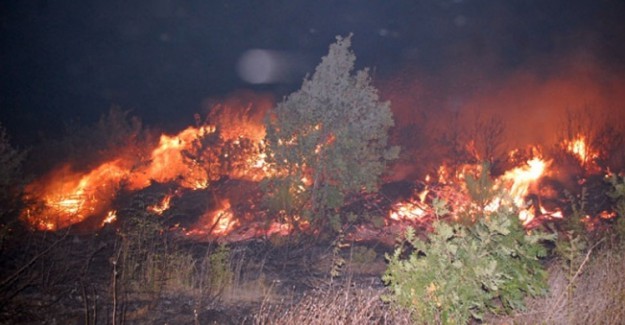 Tekirdağ'da Orman Yangını: Yüzlerce Çam Alev Alev Yandı
