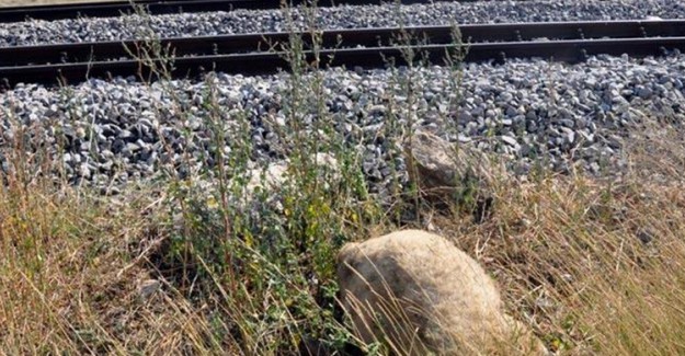 Tekirdağ'da Trenin Çarptığı Çoban Hayatını Kaybetti 