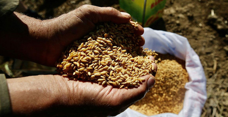 Tohum üreticilerin belediyelerden talebi: Yerli ve milli tohum dağıtın!