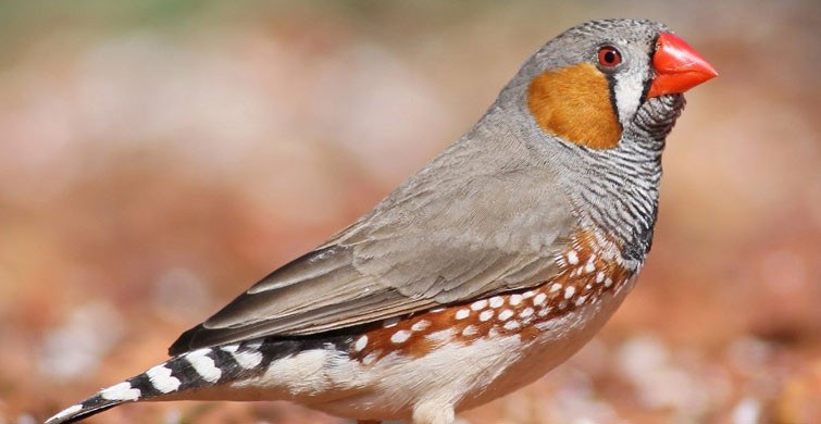 Trafik Gürültüsü Kuşların Yeteneklerini Köreltiyor