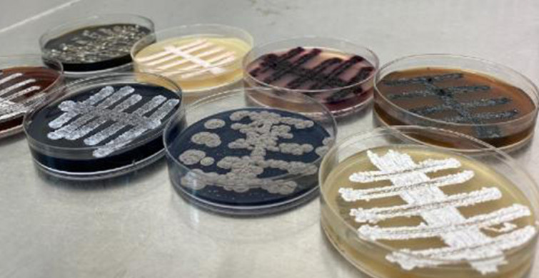Türk Bilim İnsanlarından Heyecanlandıran Buluş! 6 Ülkede, 60 Yeni Tür Bakteri Keşfedildi