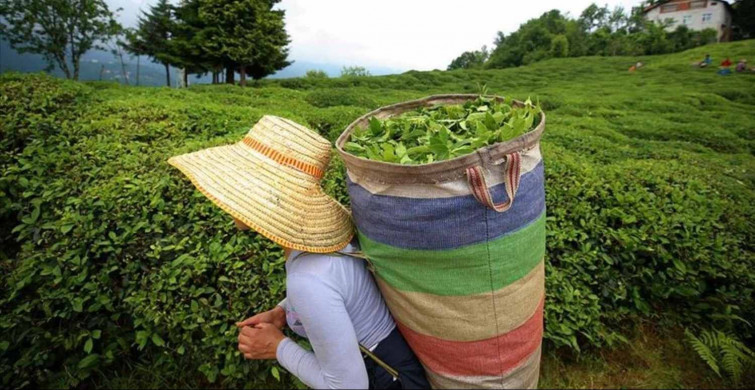 Türkiye rekora gidiyor: Çay ihracatında yüzde 85'lik artış kaydedildi