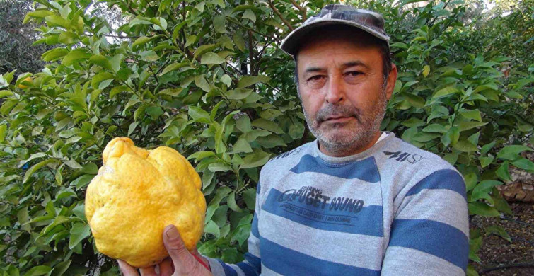 Türkiye’nin En Büyük Limonu! Bin Liraya Satılacak