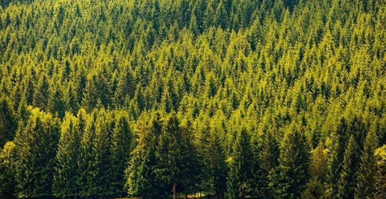 Türkiye'nin Orman Varlıkları 19 Yılda Yüzde 10,5 Arttı