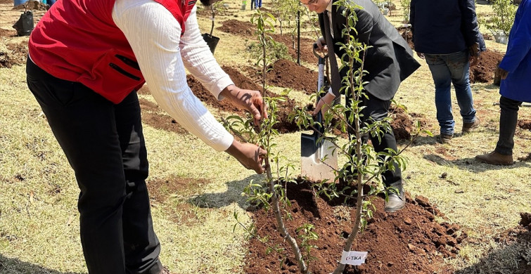 TİKA'nın Lesotho'ya Fidan Hibesi: Çevre Koruma İçin Önemli Adım