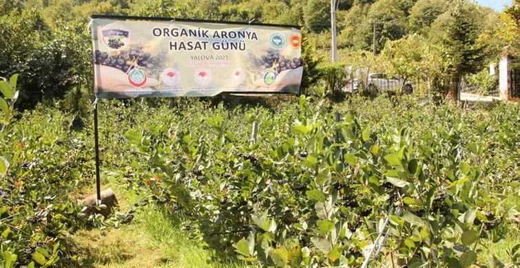 Üretimi İçin AR-GE Çalışması Yapılmıştı: Hasat Zamanı Geldi