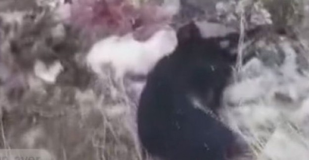 Uşak'ta Çöplükte 21 Köpek Ölü Bulundu