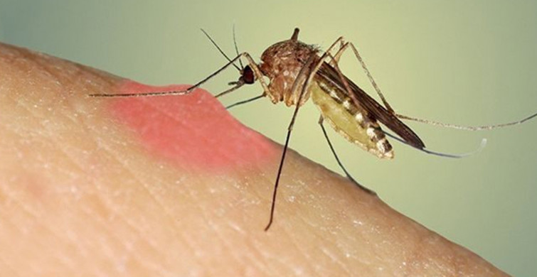 Vatandaşın Kabusu Haline Geldi! Sivrisinekler Farklı İlçelerde de Görüldü