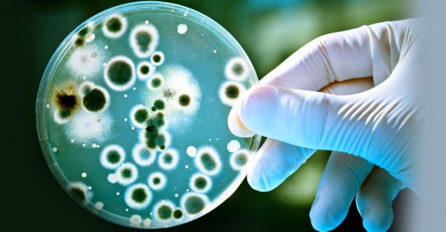 Vücudumuzda Yeni Bir Organ Var: Mikrobiyom