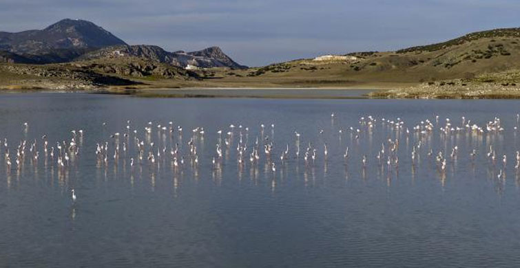 Yarışlı Gölü'nün Misafirleri: Flamingolar