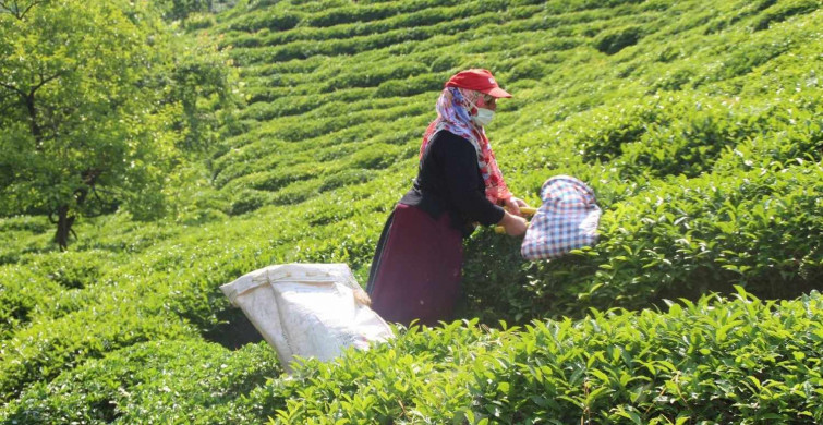 Yaş çay alım fiyatı ne kadar? 2022 Yaş çay alım taban fiyatı