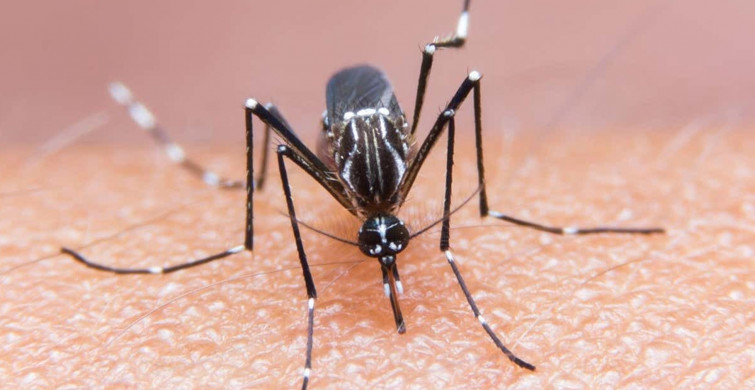 Yazın gelmesiyle birlikte sivrisinek kabusu başladı vatandaş isyan ediyor! İBB sessizliğini koruyor