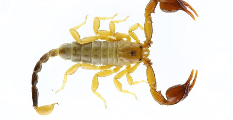 Yeni Akrep Türü Keşfedildi: Euscorpius gulhanimae