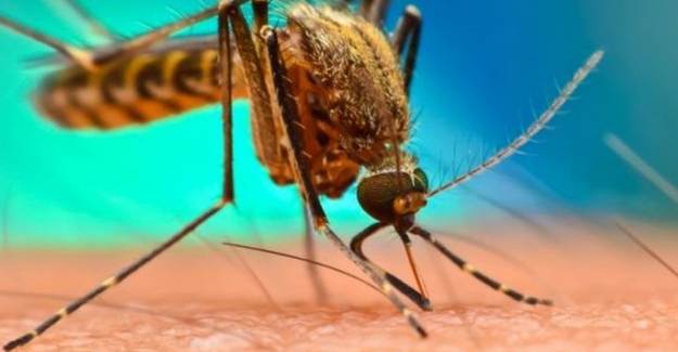 Yeni Virüs Tehlikesi: Batı Nil Virüsü Ortaya Çıktı! 