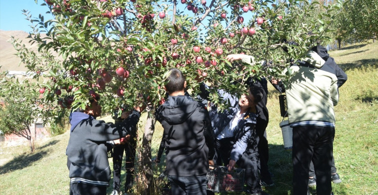 Yüksekova'da Tarım Öğrencileri Elma Hasadı Yaptı