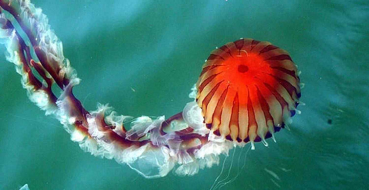 Zehirli pusula denizanası nedir, ölümcül mü? Marmara'da görülmeye başlandı