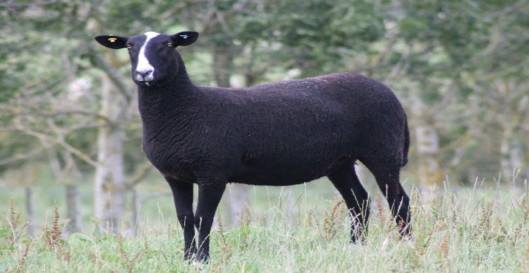 Zwartbles koyunu nedir, ne kadar zamanda büyür? Zwartbles koyunu ne kadar süt verir?