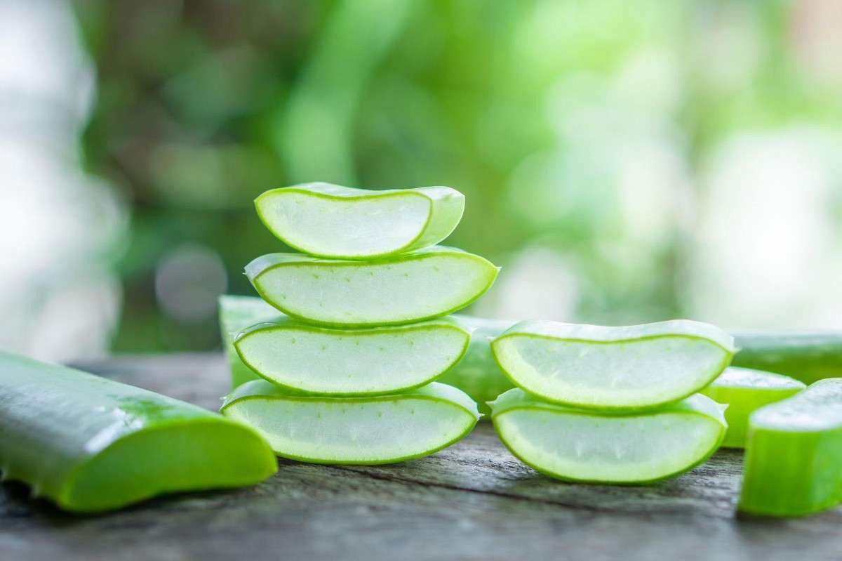 Aloe Vera bitkisi çiçek açar mı, açmaz mı