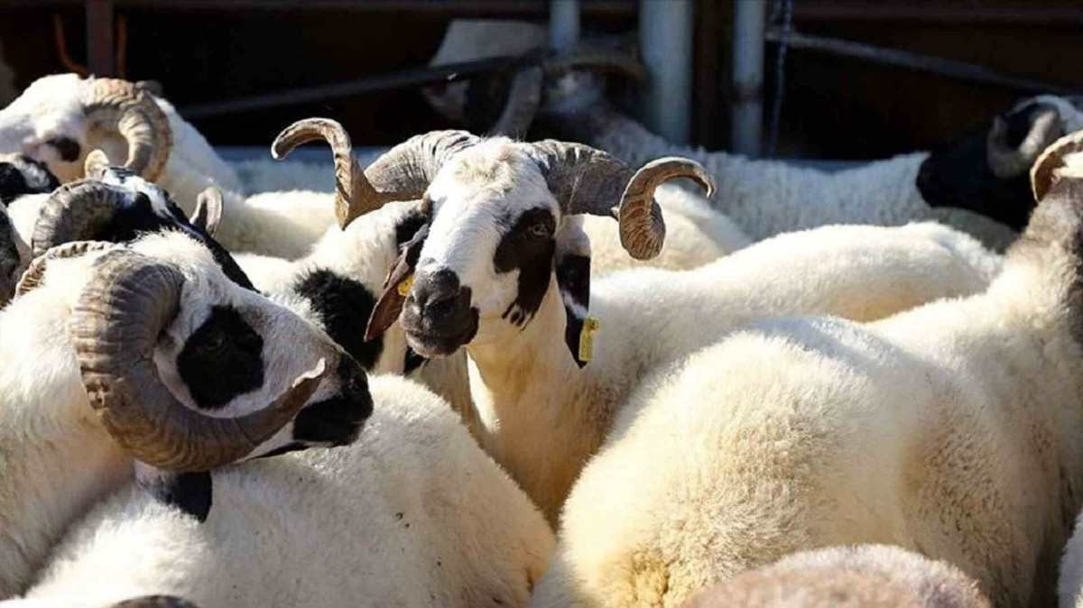 Ardahan'da kurbanlık fiyatları ne kadar