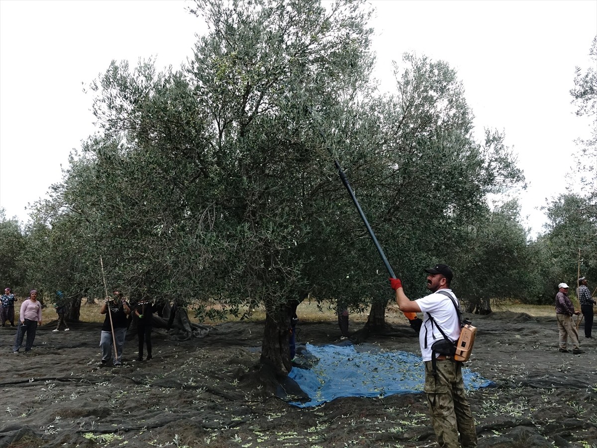 Türkiye'nin zeytinyağı üretiminin yüzde 10'unun karşılandığı Balıkesir'de zeytin hasadının...