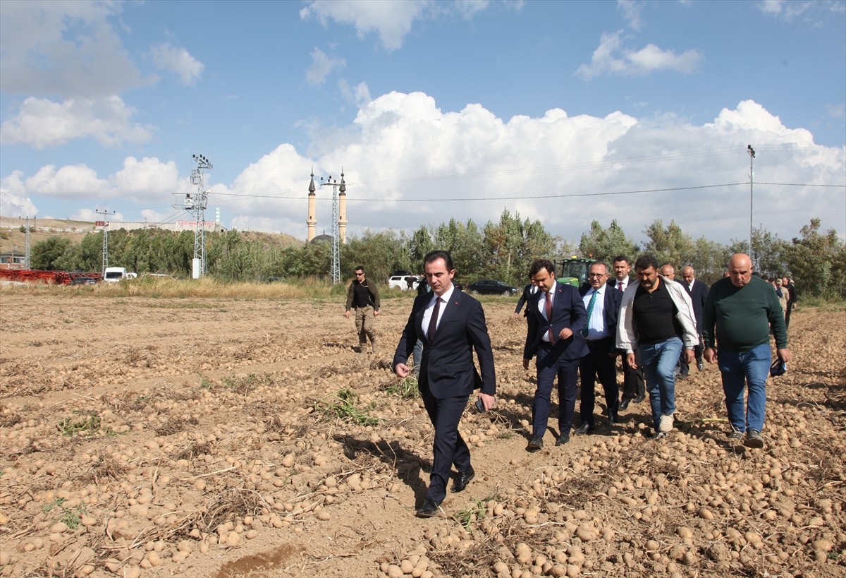 Bitlis Valisi Ahmet Karakaya (sağ3), Ahlat ilçesinde patates hasadına katıldı, üreticilerle bir...