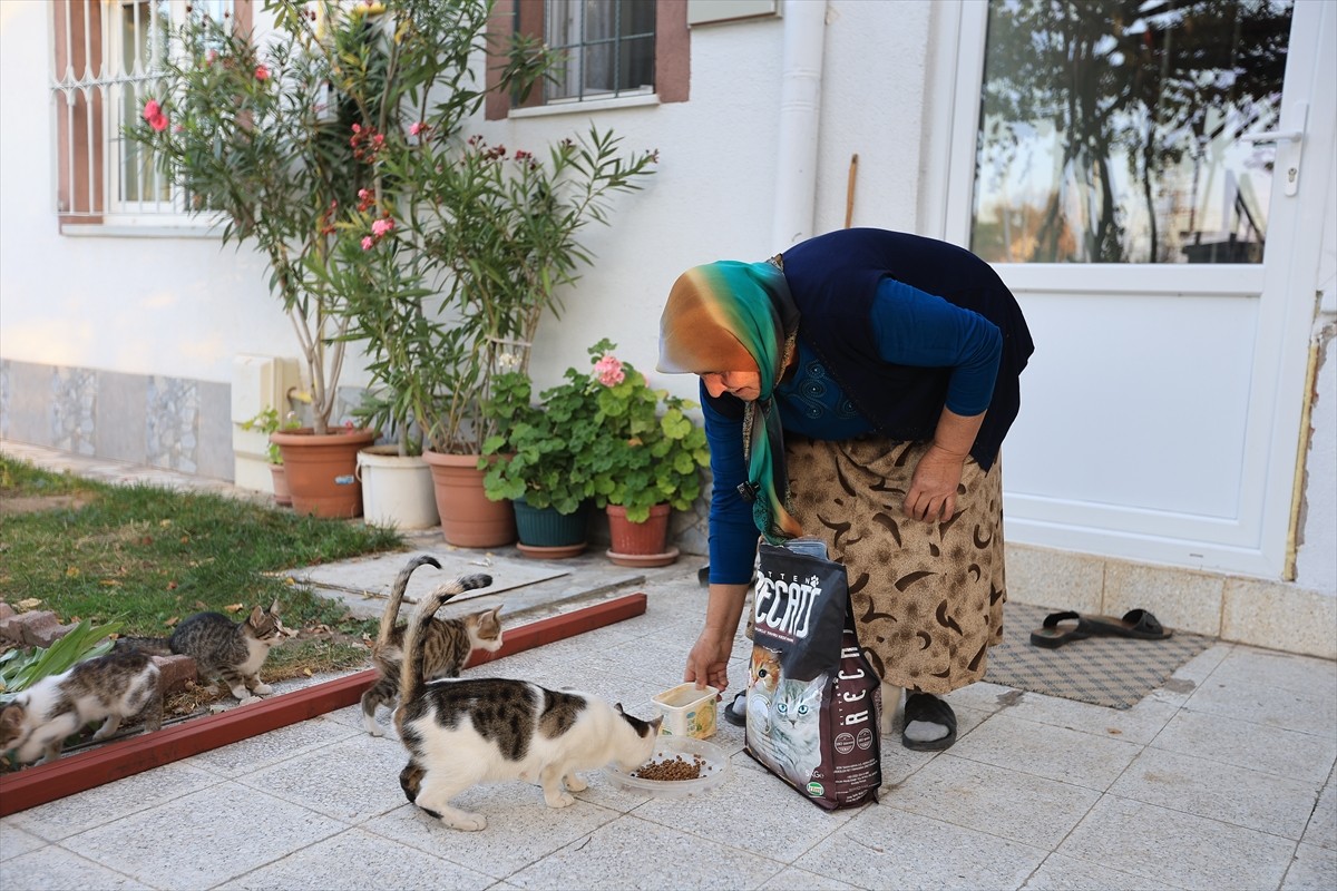 Kayseri Büyükşehir Belediyesi, evinin bahçesinde beslediği kediler için mama desteği isteyen 74...