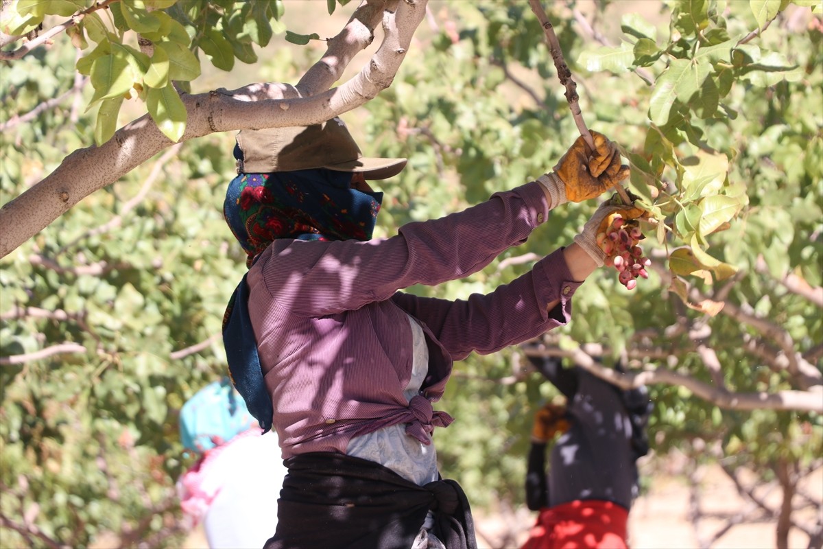 Siirt'in Tillo ilçesinde 