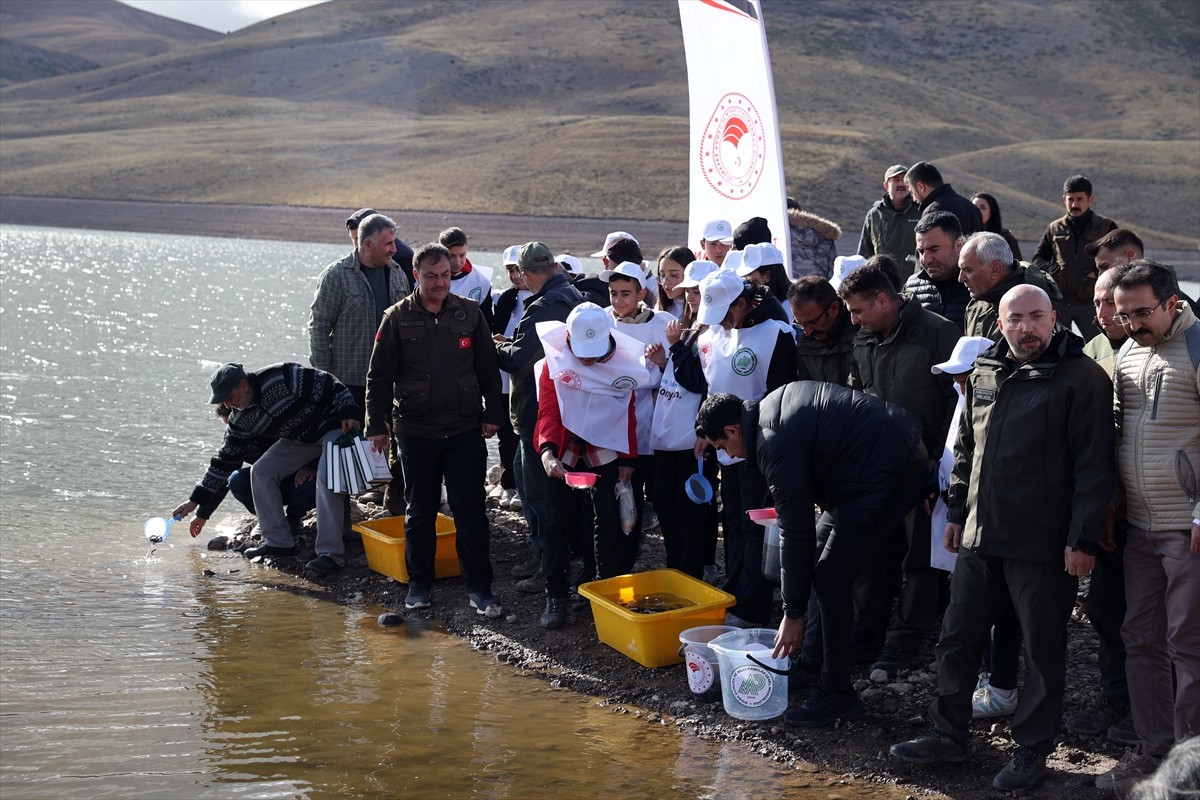 Sivas'ın Divriği ilçesindeki Eğrisu Göleti'ne 10 bin kırmızı benekli alabalık yavrusu bırakıldı....