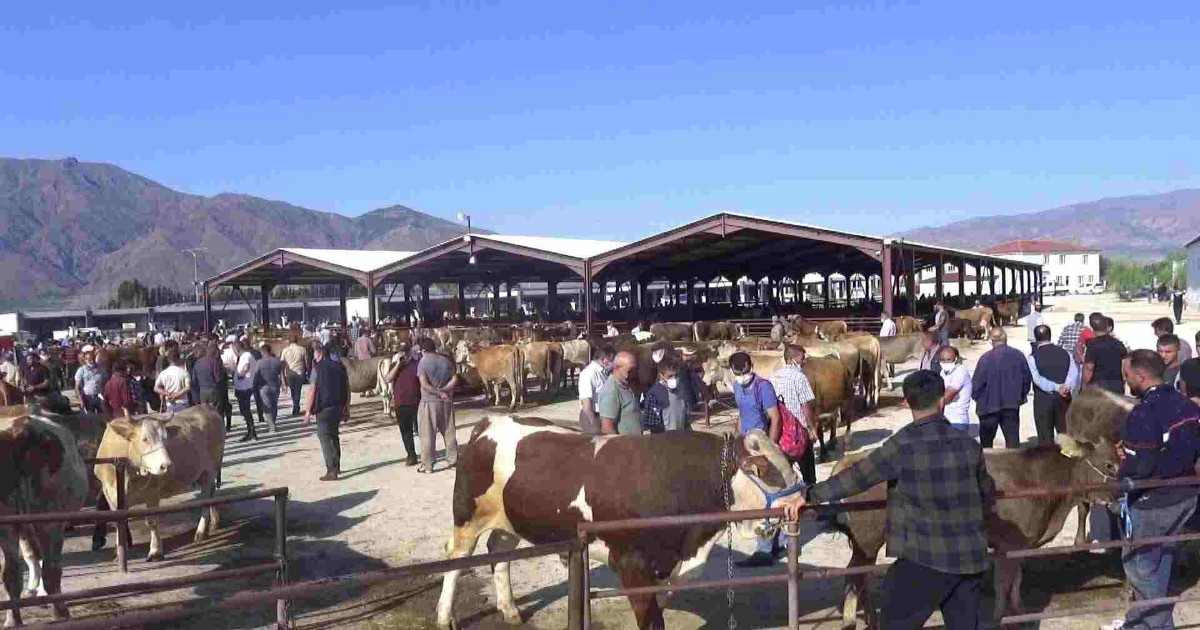 Erzincan kurbanlık fiyatları