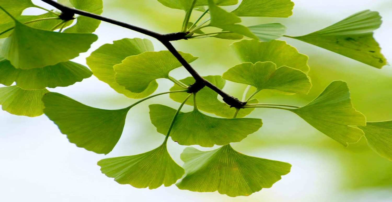 Ginkgo Biloba