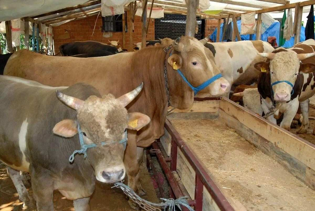 Hakkari kurbanlık fiyatları ne kadar