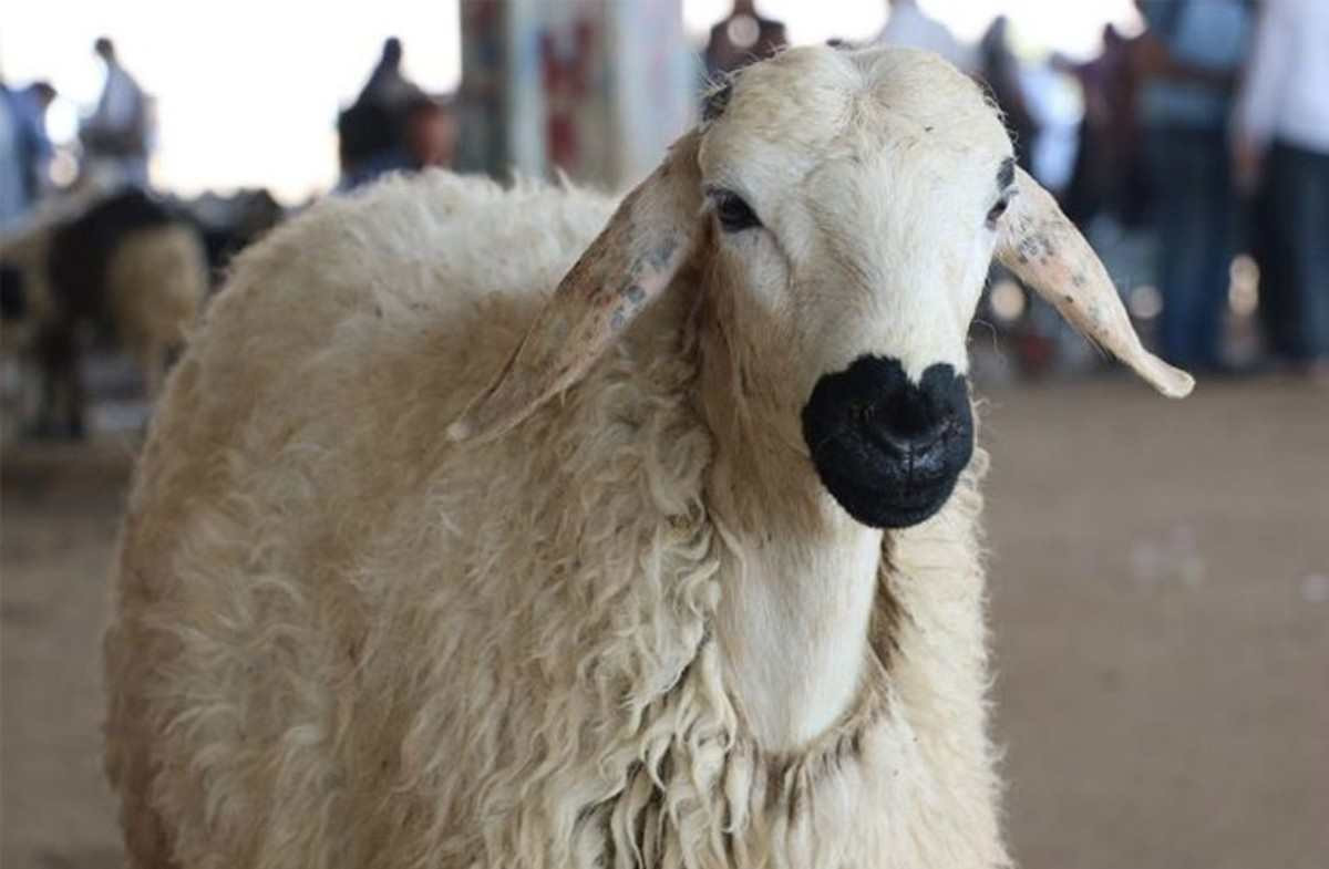 Kırklareli kurbanlık fiyatları ne kadar