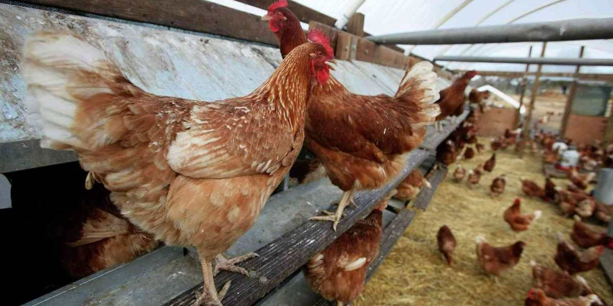 Tavuk Çiftliği Kredi Başvurusu
