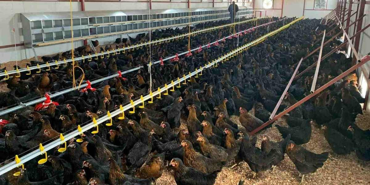 Tavuk Çiftliği Kredi Şartları