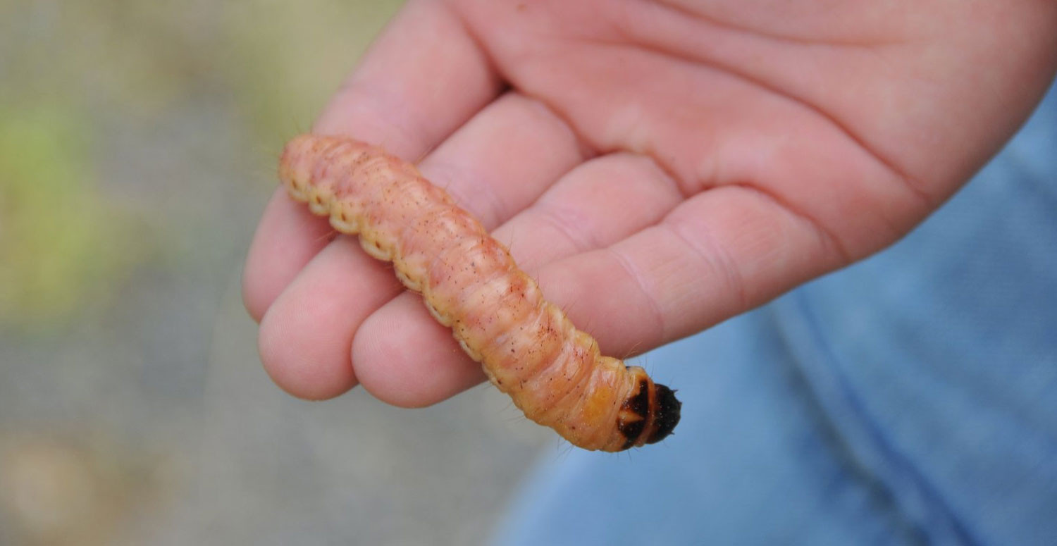 Yaralarin Cozumu Larva Tedavisi