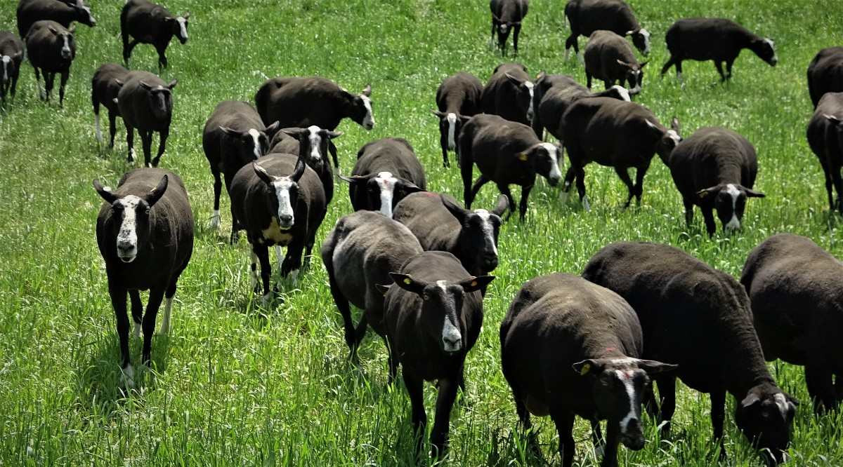 Zwartbles koyunu ne kadar süt verir