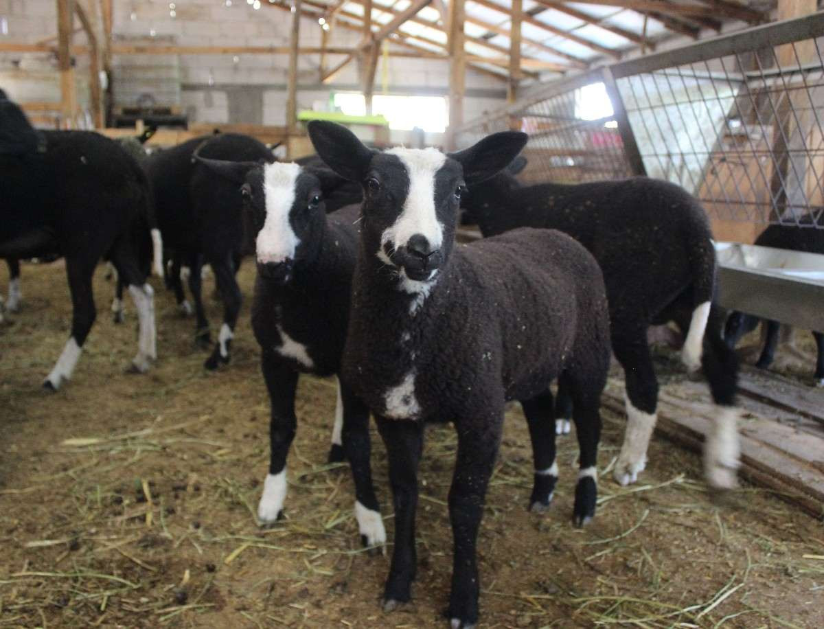 Zwartbles koyunu nedir, ne kadar zamanda büyür