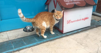 Fenomen kedi market çalışanları tarafından sahiplenildi