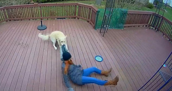 ABD'de Köpek ile Sahibinin Şaşkına Çeviren Oyunu Kamerada