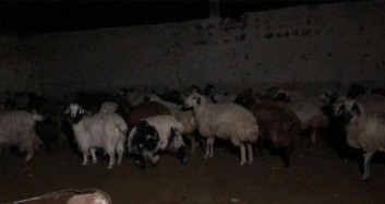 Aç Kalan Kurtlar Koyunlara Saldırdı