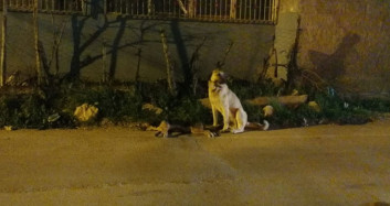 Adana'da Sokak Köpeğinin Yürek Burkan Görüntüsü