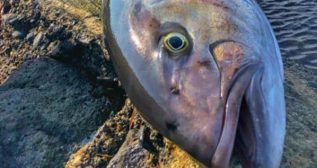 Çanakkale'de Bir Buçuk Metrelik Balık Avlandı!