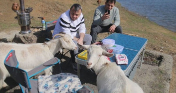Alibeyköy'de Acıkan Keçiler Tebessüm Ettirdi
