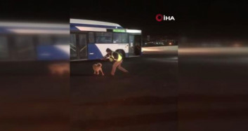 Ankara’da Otobüs Şoförü ve Köpeğin Eğlenceli Anları Sosyal Medya Gündem Oldu