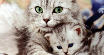 Anne ve Yavru Kedinin Sevimli Anları